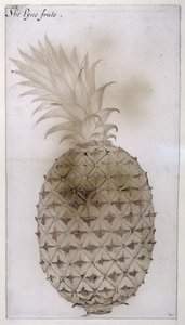 菠萝，（铅笔，wc和身体颜色在纸上） 作者 约翰怀特